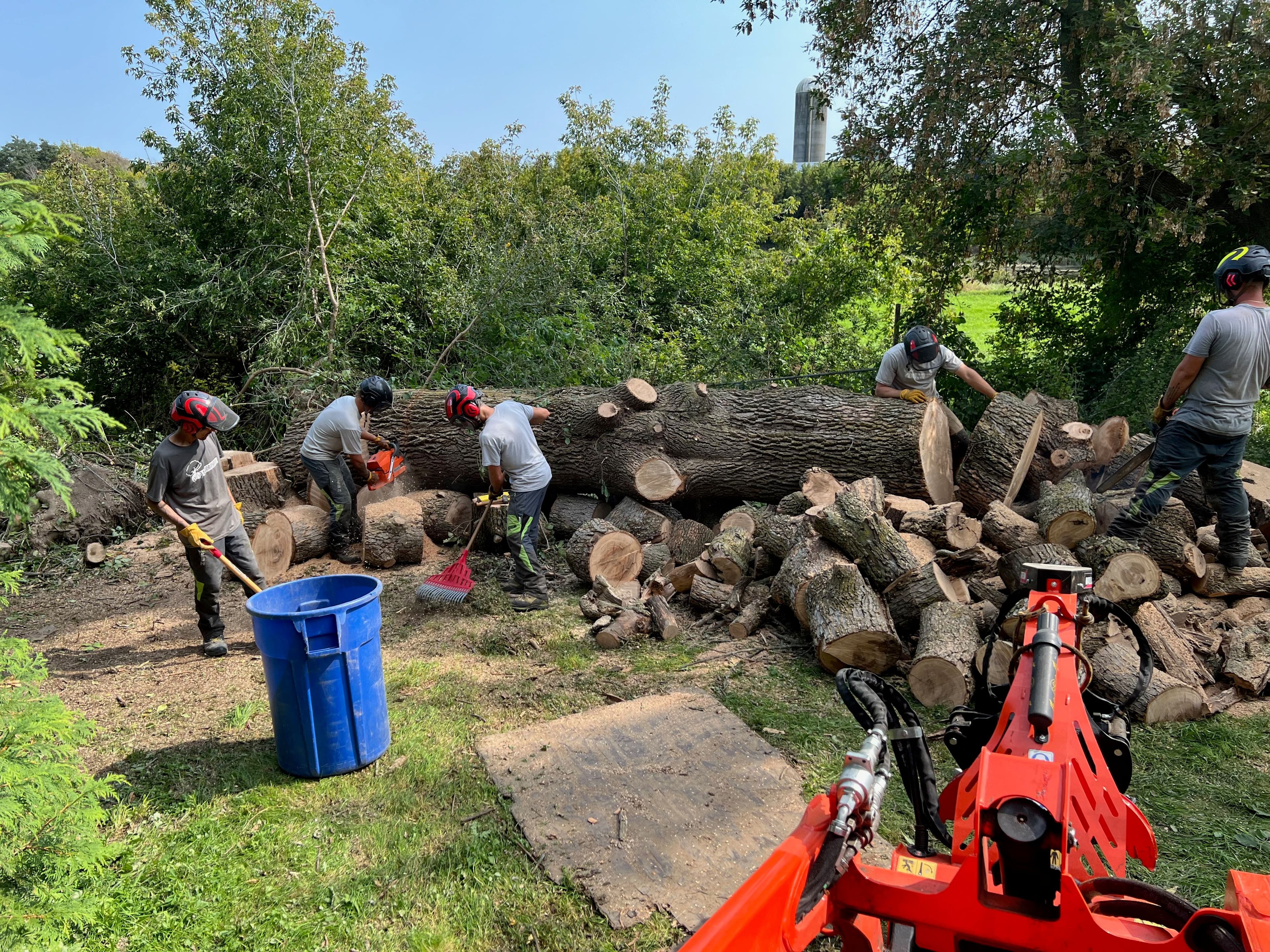 Abattage d'un gros saule en bas d'une côte à Beauharnois.
