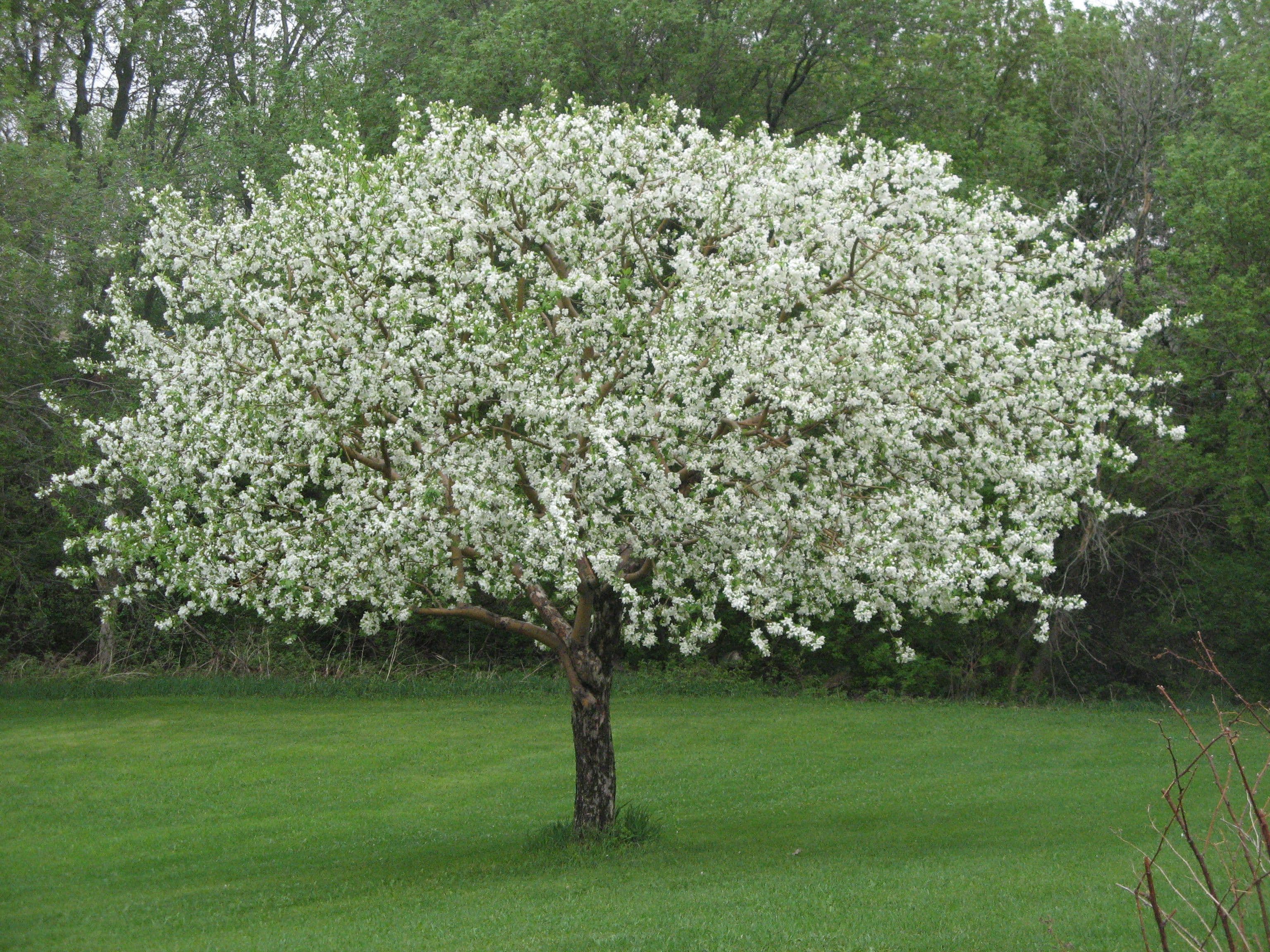 Résultat d'une de nos tailles fruitière.